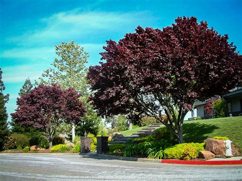 Maybe you would like to learn more about one of these? Thundercloud Purple Leaf Plum Trees For Sale | The Tree Center