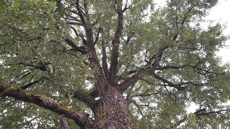 Massive Black Cottonwood Among Trees Added To Heritage List Local
