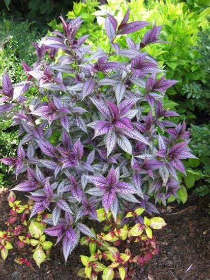 Best Plants With Purple And Green Leaves Purple And Green Plants