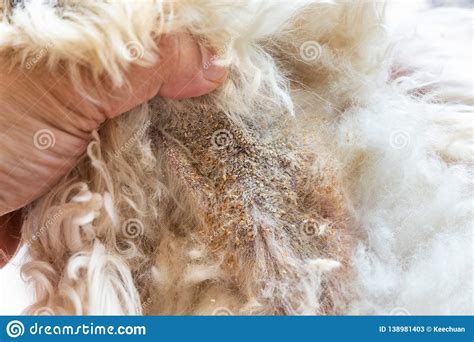Vet Examining Dog Body Skin With Bad Yeast Fungal Infection Stock Image