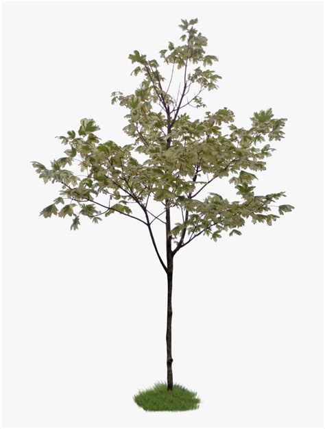 Photoshop Little Tree Png Download Little Tree Without Background
