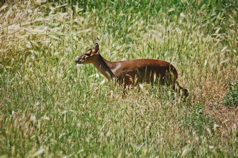 Image supplied by ardea wildlife pets environment. Mouse Deer Pet For Sale - Pet's Gallery
