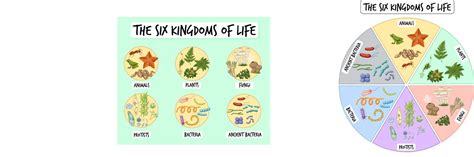 Information Poster Of Six Kingdoms Of Life 2189253 Vector Art At Vecteezy