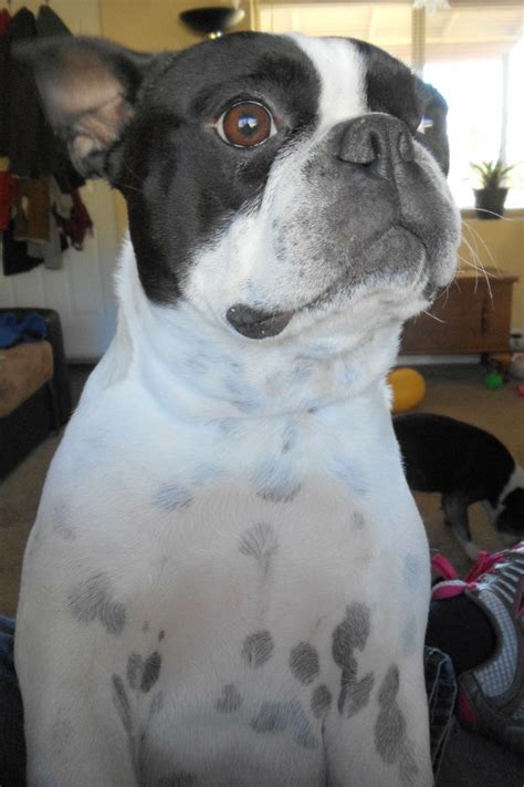 Doc Showing Off Some Of His Spots Boston Terrier Dog Cute Cats And