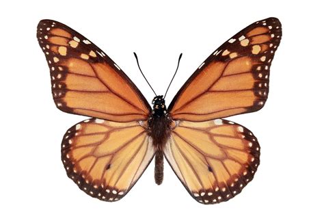 Mariposa monarca del sur (Danaus erippus). Está emparentada con la emblemática mariposa monarca ...
