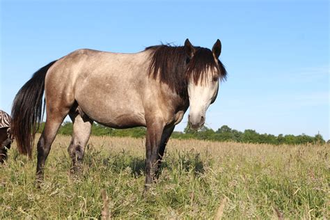 Check spelling or type a new query. Mustang Pferd Kaufen - Tierische Tapete