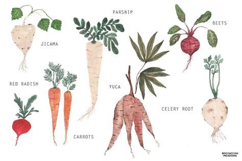 Root Vegetables The Underground Economy Vegetable Illustration