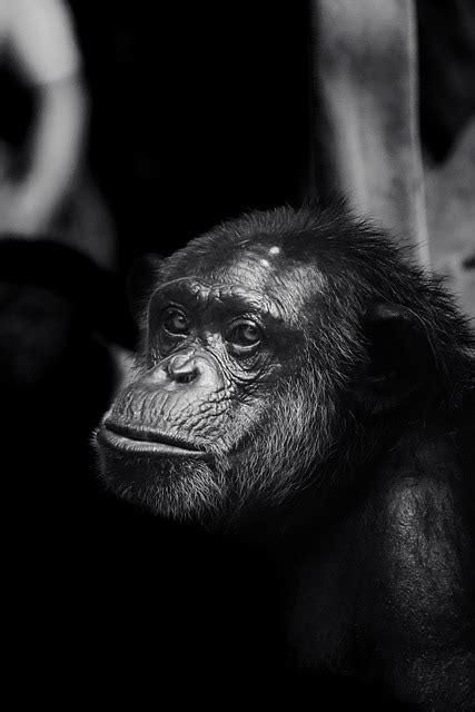 动物 猴 哺乳动物 Pixabay上的免费照片 Pixabay