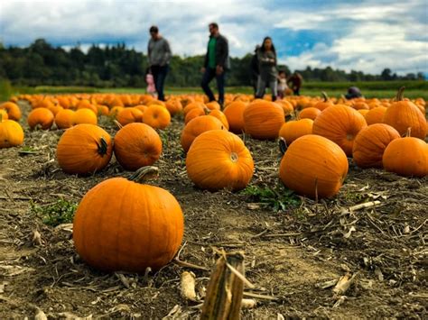 Must Visit Pumpkin Patches On The Mississippi Gulf Coast Our
