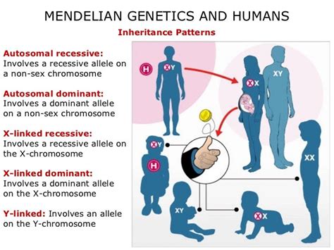 05 Mendelian Genetics And Humans