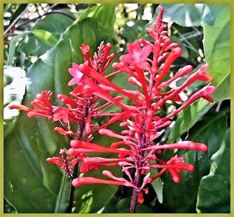If you've already got a successful planting … RED Firespike Live Semi-Tropical Plant Winter Bloomer ...