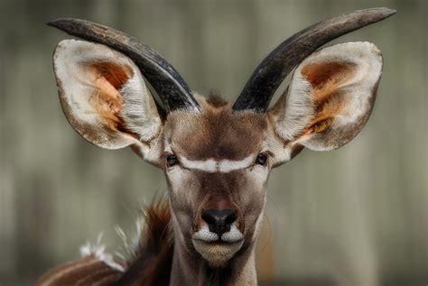 Big Ears Ear Animals Artiodactyla