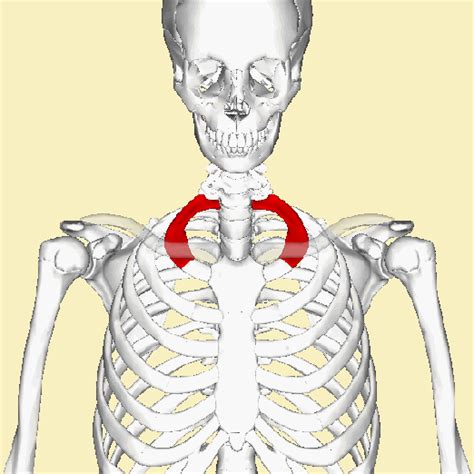 First Rib Anatomy Human Body Anatomy