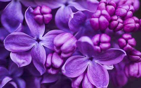 Download Purple Flower Blossom Close Up Flower Nature Lilac HD Wallpaper