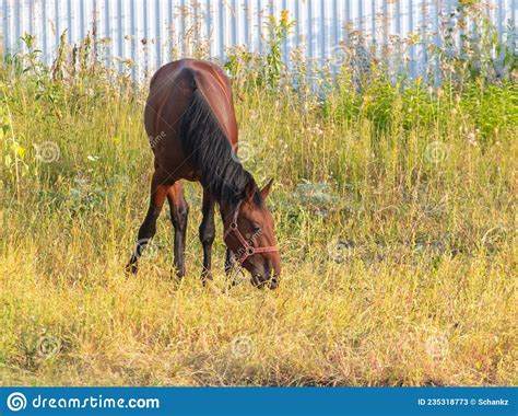 The Horse Grazes On The Field In The Grass Stock Image Image Of