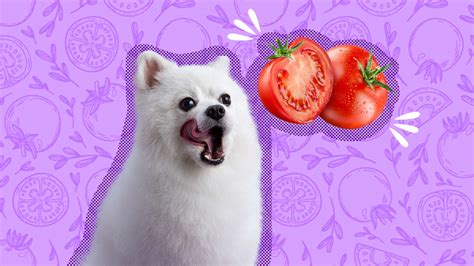 Can Dogs Eat Tomatoes Safely What To Know According To A Vet