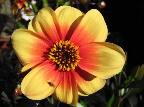 Red Yellow Dahlia Free Photo Download Freeimages
