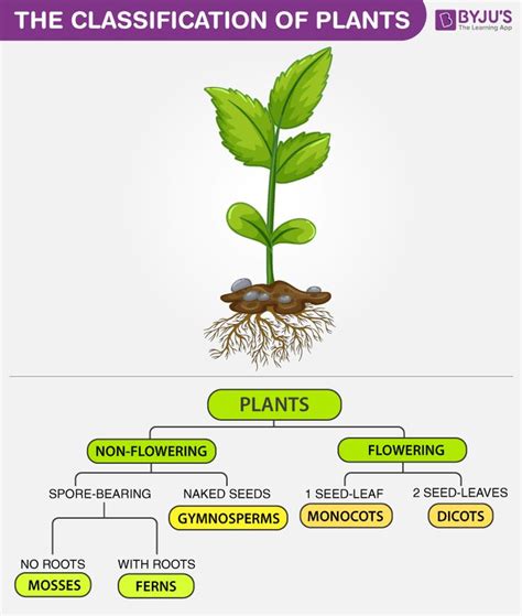 The Classification Of Plants Biology Plants Classifying Plants Riset
