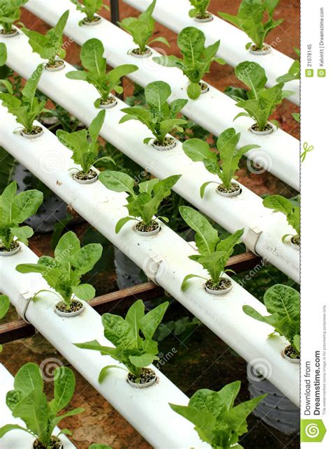 Agriculture Hydroponic Vegetable 01 Stock Image Image