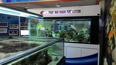 Katalog tempat penginapan dalam talian untuk pelancongan dan pelancongan. Kifaz: Pusat Ikan Hiasan Di Port Dickson