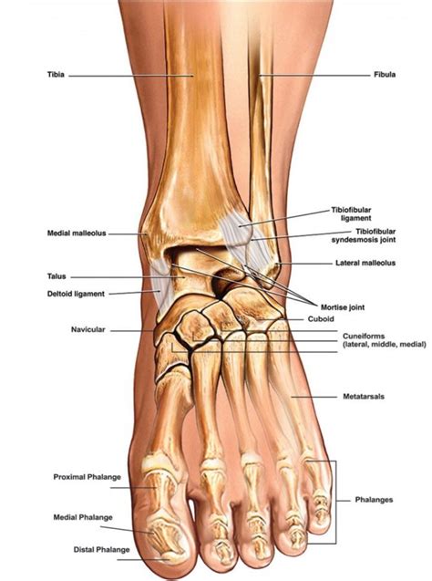 Ankle Diagrams 101 Diagrams