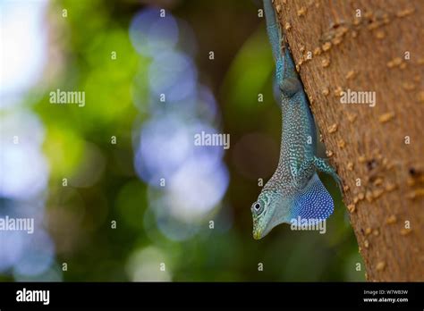Blue Anole Hi Res Stock Photography And Images Alamy