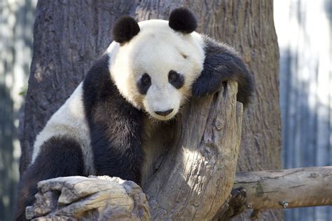 Mr Wu Panda Bear Panda Love Cute Panda