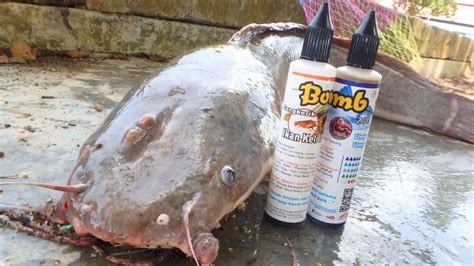 Bua tapa umpan ikan keli afrika 101 umpan gila b15 pellet. Umpan Ikan Keli Afrika/Ikan Lele 101 Umpan Gila B12 ...