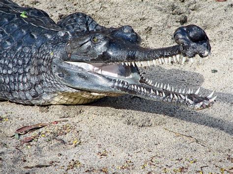 40 Interesting Gharial Facts Weird Crocodile Relatives Owlcation