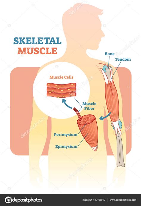 Skeletal Muscle Vector Illustration Diagram Anatomical Scheme With