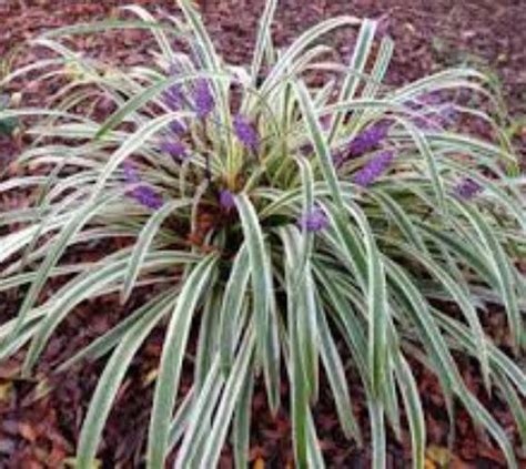 Silver Dragon Variegated Liriope Monkey Grass New Life Nursery