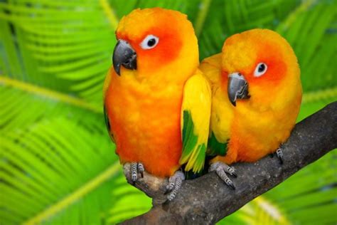 How Much Does A Sun Conure Cost 2024 Price Guide Pet Keen