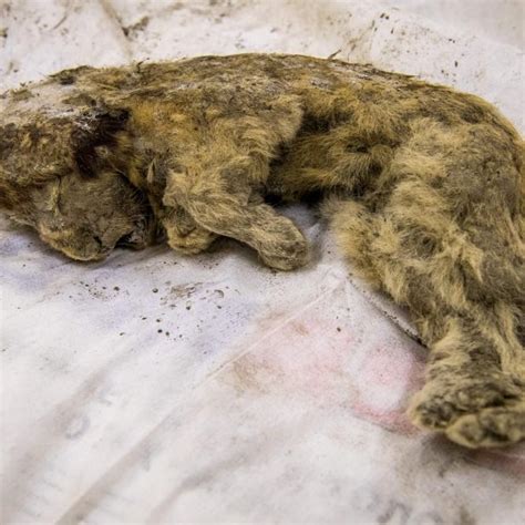 Ice Age Cave Lion Cubs Found Perfectly Preserved Deep In Siberan Arctic