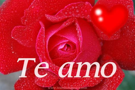 Imágenes Románticas De Rosas Con Frase Te Amo Imágenes De Amor