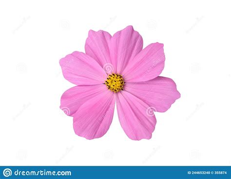 Pink Cosmos Flower On White Background Stock Photo Image Of Flora