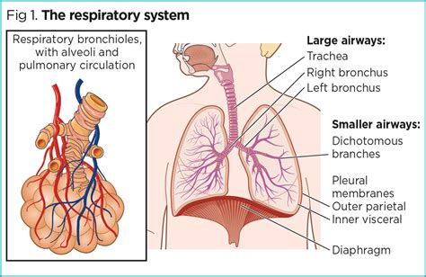 What Is Respiration Anatomy And Physiology Design Talk