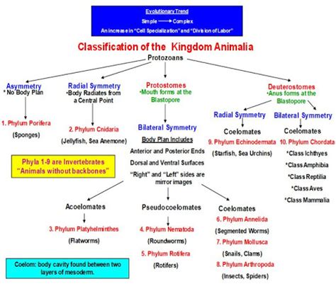 Flow Chart Of Invertebrates In The Kingdom Animalia Chart Walls