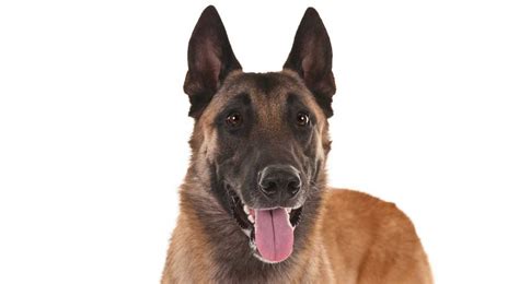 Belgian Malinois Dog Breed Information Belgian Malinois Dog Malinois