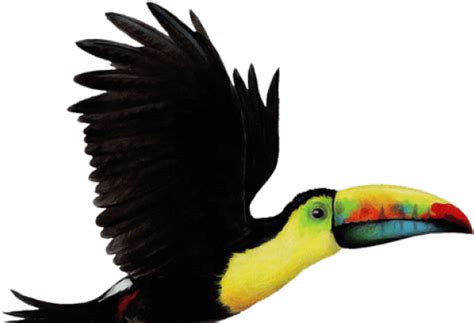 Bird Toucan Animation Toucan Transparent Background Png Clipart