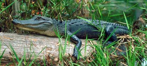 GPB Is Taking Students On A Live Virtual Exploration Of The Okefenokee