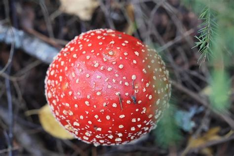 Premium Photo Fly Agaric Red Mushroom Toxic Poison Dangerous