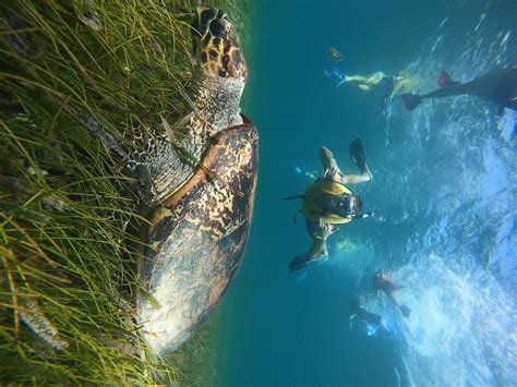 5 In 1 Cancun Snorkeling Tourswim With Turtles Reef Musashipwreck