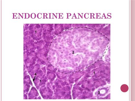 Ppt Salivary Glands And Pancreas Powerpoint Presentation Free