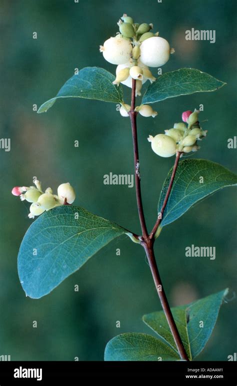 Common Snowberry Waxberry Symphoricarpos Albus Symphoricarpos