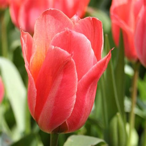 Tulipes Botaniques Kaufmanniana Fashion Botanique Tulipe Plante Jardin