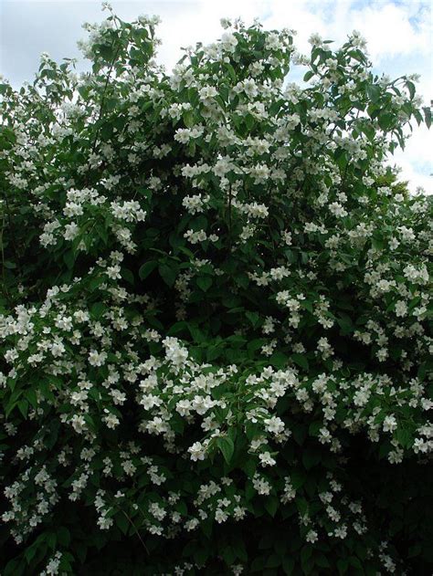 Check spelling or type a new query. Pin on Gardening