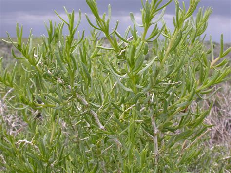 Desert Plants Xeriscape Plants