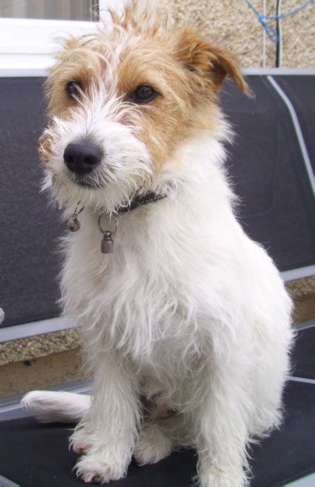 tully  month  male jack russell terrier cross yorkshire terrier dog  adoption