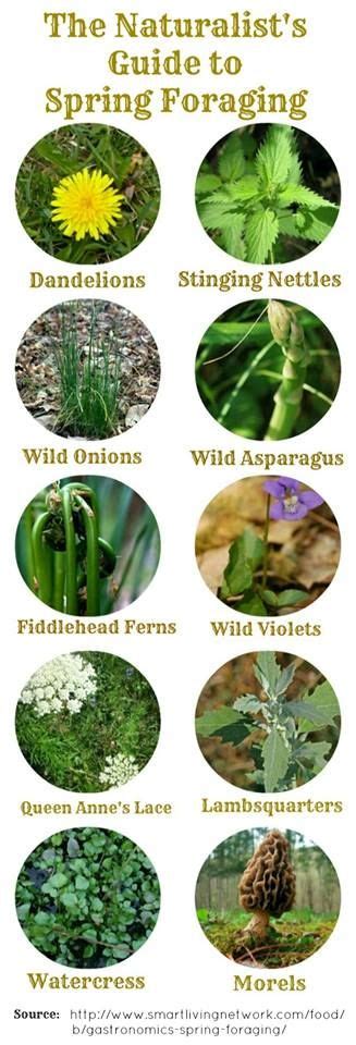 Wild Edible And Medicinal Plantss Photos Wild Edible And Medicinal