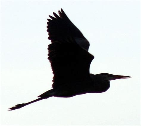 Heron Flying Silhouette Birds In Flight Matthew Paulson Photography